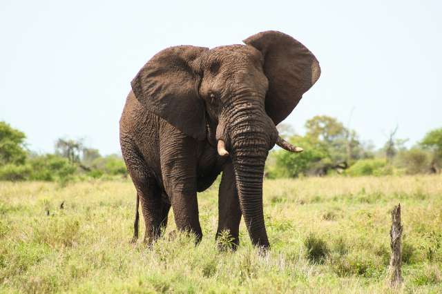 Elephant